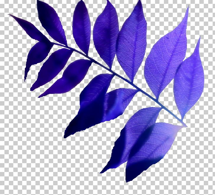 Leaf PNG, Clipart, Alpha, Branch, February, John, Leaf Free PNG Download