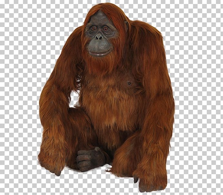 Orangutan PNG, Clipart, Orangutan Free PNG Download