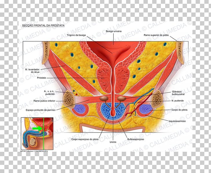Prostate Urinary Bladder Pelvis Genitourinary System Anatomy PNG, Clipart, Abdomen, Anatomy, Benign Prostatic Hyperplasia, Coronal Plane, Excretory System Free PNG Download