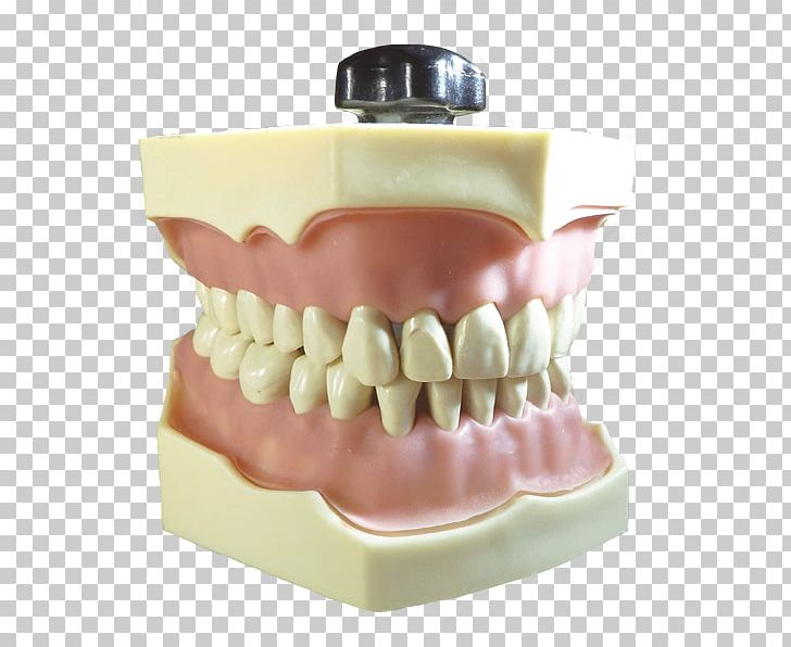 Tooth Service Quality Price School PNG, Clipart, Beauty, Cabezas, Education Science, Health, Jaw Free PNG Download