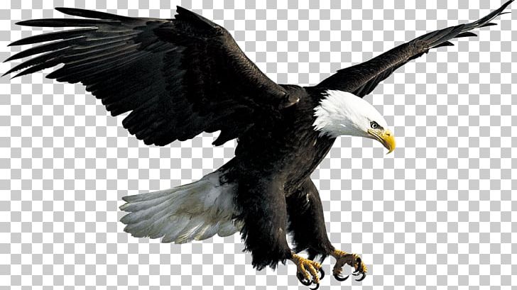 Bald Eagle Flight Bird PNG, Clipart, Accipitriformes, Animals, Bald Eagle, Beak, Bird Free PNG Download