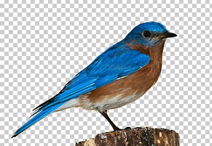 Bird Sparrow PNG, Clipart, Animals, Beak, Bird, Bluebird, Bluebirds Free PNG Download