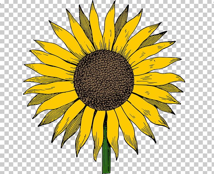 Common Sunflower Free Content PNG, Clipart, Black And White, Bokmxc3xa4rke, Common Sunflower, Copyright, Daisy Family Free PNG Download