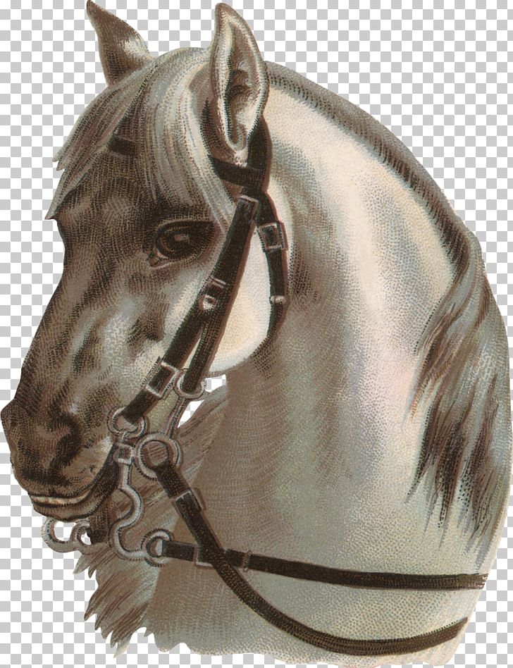 Horse Photography Drawing PNG, Clipart, Animals, Bit, Bridle, Drawing, Footage Free PNG Download