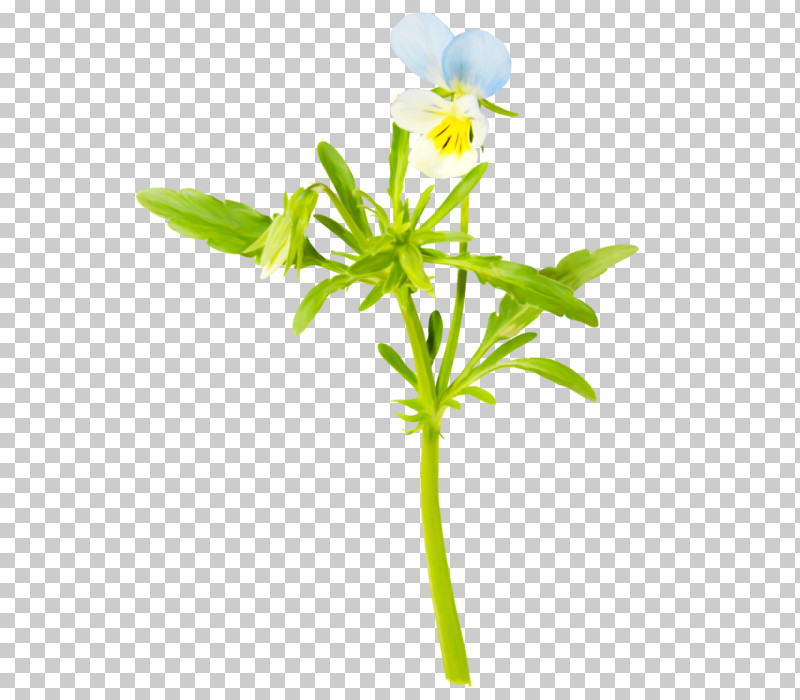 Flower Plant Pedicel Plant Stem Petal PNG, Clipart, Cinquefoil, Dayflower, Flower, Pedicel, Petal Free PNG Download