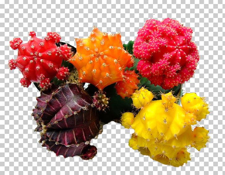 Chrysanthemum Agriculture Shovel Soil Organic Farming PNG, Clipart, Apple Pears, Bonsai, Cactus, Chrysanths, Crop Free PNG Download
