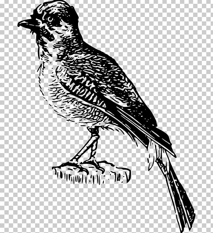 Finches Bird Lark American Sparrows PNG, Clipart, American Sparrows, Art, Beak, Bird, Bird Of Prey Free PNG Download