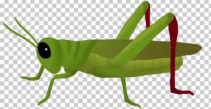 Grasshopper PNG, Clipart, Animals, Arthropod, Clip Art, Computer Icons, Cricket Like Insect Free PNG Download