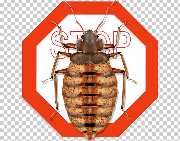 Insect Cockroach Ant Bug Exterminator Pest Control PNG, Clipart, Anatomy, Animals, Ant, Arthropod, Bed Free PNG Download