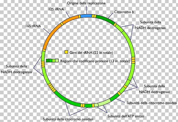 Mitochondrial DNA Mitochondrion Genome Nuclear DNA PNG, Clipart, Angle, Area, Brand, Cell, Cell Nucleus Free PNG Download