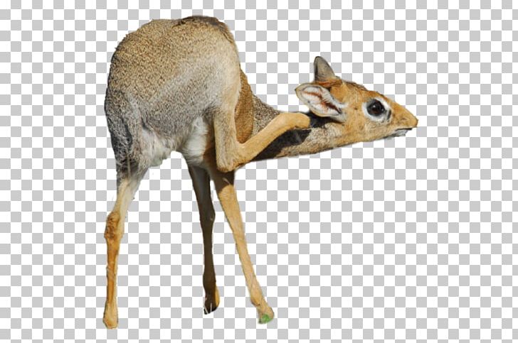 Antelope Dik-dik White-tailed Deer Animal PNG, Clipart, African Art, Animal, Antelope, Antler, Art Free PNG Download