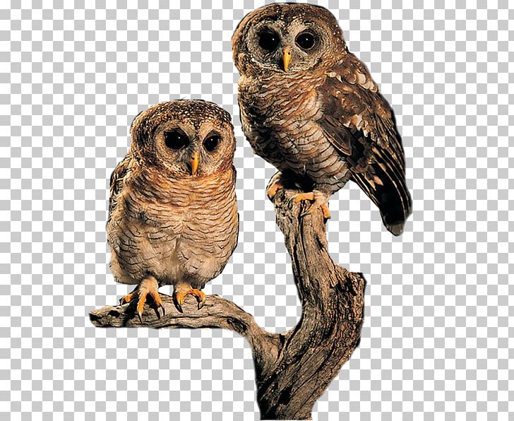 Eurasian Eagle-owl Bird PNG, Clipart, Adobe Flash, Animals, Archive File, Beak, Bird Free PNG Download