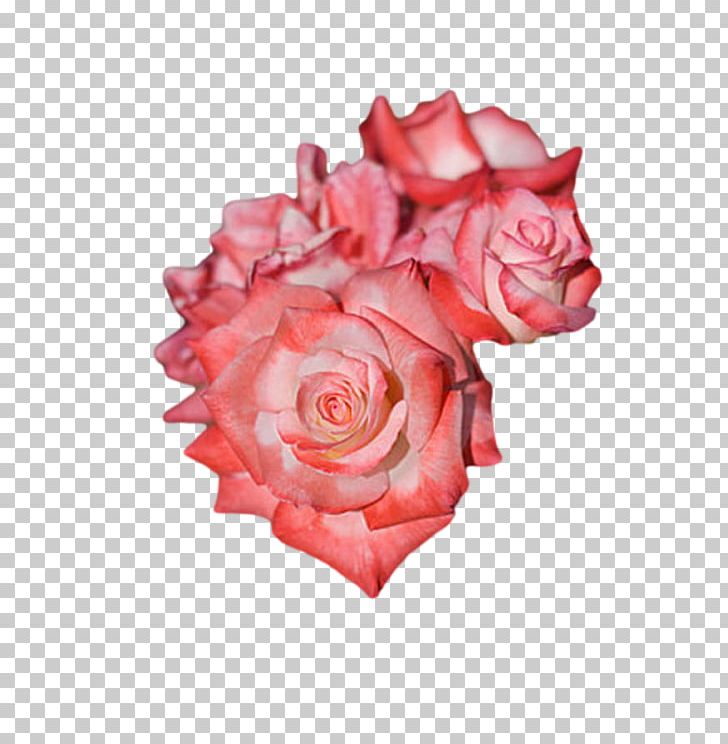 Garden Roses Floribunda Pink Centifolia Roses Rosa Pisocarpa PNG, Clipart, Blog, Centifolia Roses, Cut Flowers, Floribunda, Flower Free PNG Download