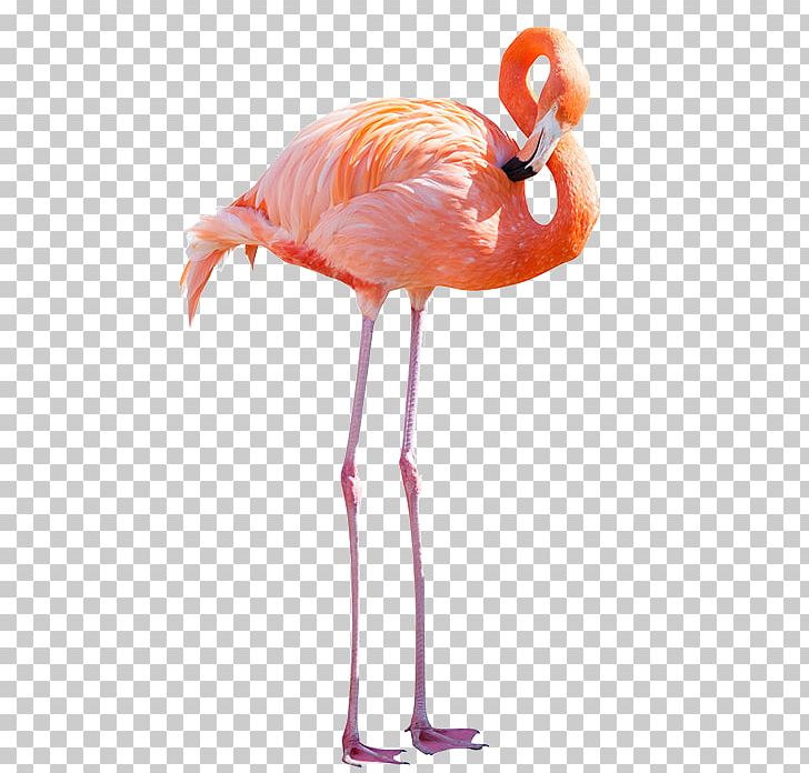 Greater Flamingo American Flamingo Stock Photography PNG, Clipart, American Flamingo, Animals, Beak, Bird, Flamingo Free PNG Download