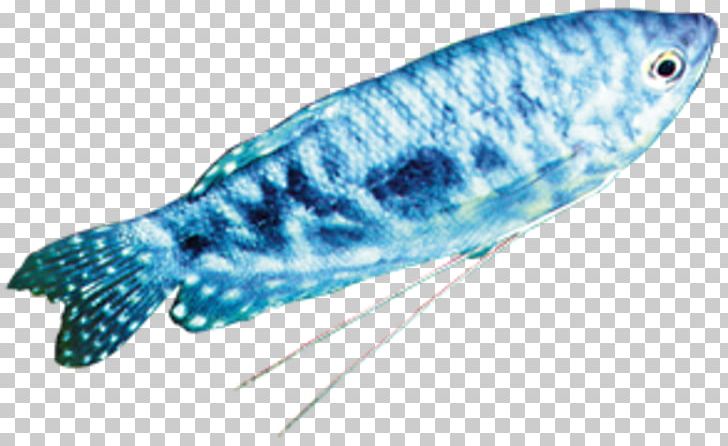 Marine Biology Marine Mammal Fauna Fish PNG, Clipart, Biology, Bottom, C 1, Electric Blue, Fauna Free PNG Download