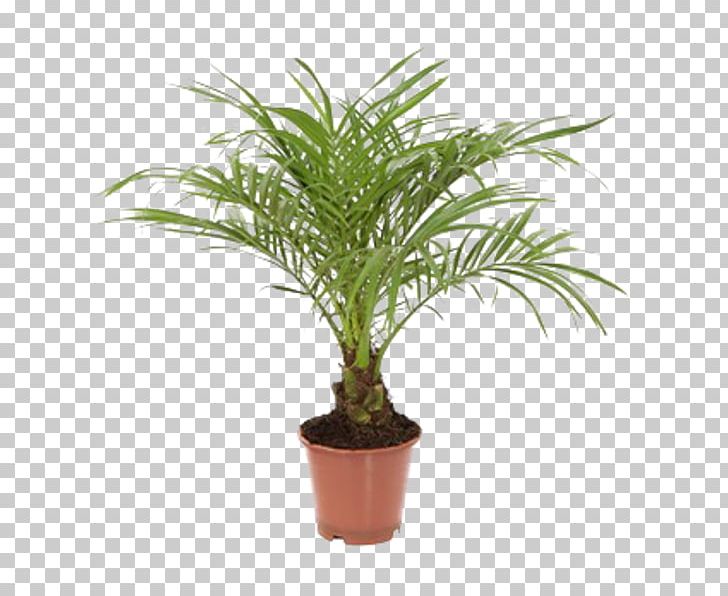Spineless Yucca Arecaceae Houseplant Cutting Dracaena PNG, Clipart, Aculi, Arecaceae, Arecales, Cutting, Date Palm Free PNG Download