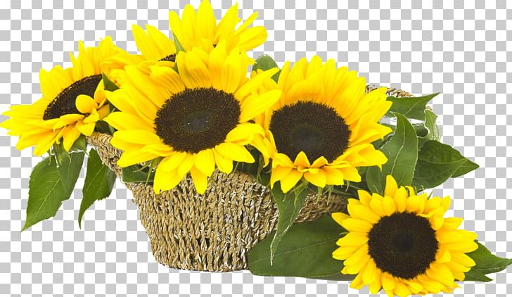 Common Sunflower Flower Bouquet Sunflower Seed Cut Flowers PNG, Clipart, Common Sunflower, Cut Flowers, Daisy Family, Floral Design, Floristry Free PNG Download