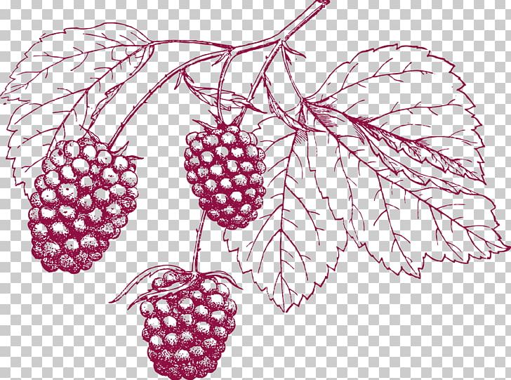 Drawing Grape Pencil PNG, Clipart, Architectural Drawing, Blackberries, Branch, Branches And Leaves, Color Pencil Free PNG Download