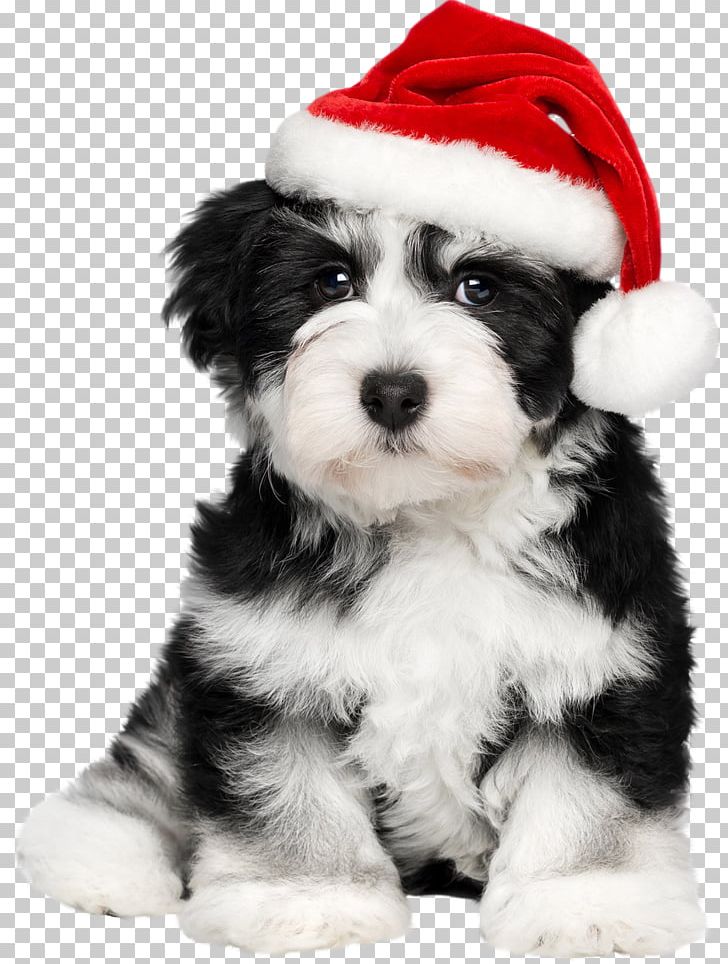 Havanese Dog Puppy Santa Claus French Bulldog PNG, Clipart, Animals, Bulldog, Carnivoran, Christmas, Christmas Card Free PNG Download