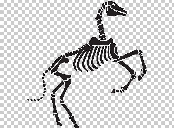 Horse Mammal Zebra Animal Wildlife PNG, Clipart, Animal, Animal Figure, Animals, Black And White, Carnivora Free PNG Download