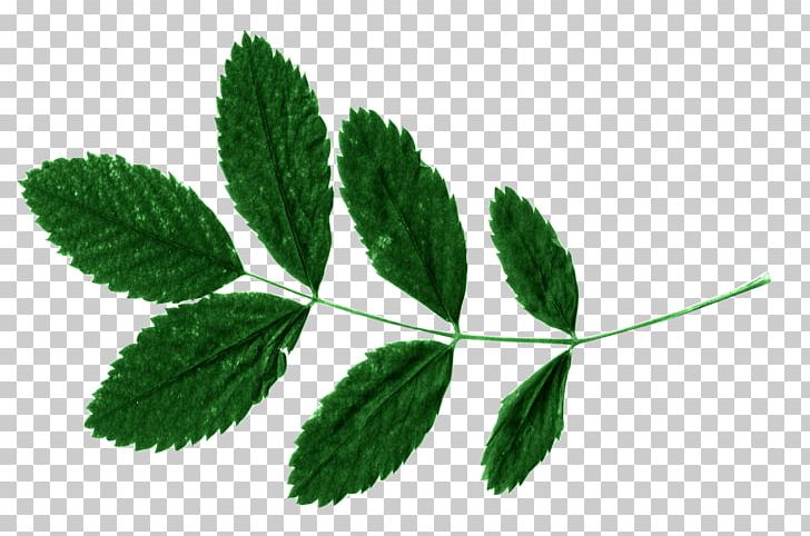 Leaf Portable Network Graphics Tea Green Presentation PNG, Clipart, Autumn Leaf Color, Green, Herb, Herbal, Leaf Free PNG Download
