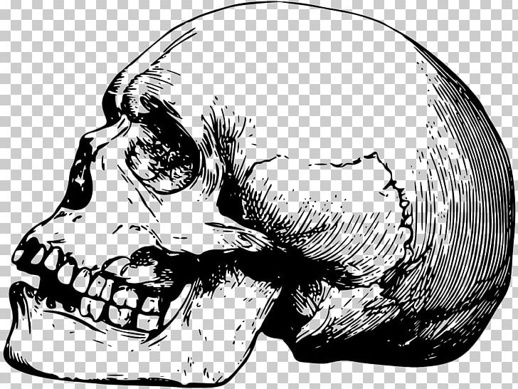 Skull Drawing Human Skeleton Bone PNG, Clipart, Anatomy, Automotive Design, Black And White, Bone, Download Free PNG Download