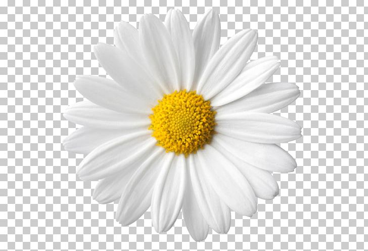 Common Daisy Flower Stock Photography PNG, Clipart, Aster, Chamaemelum Nobile, Chamomile, Chrysanths, Clip Art Free PNG Download