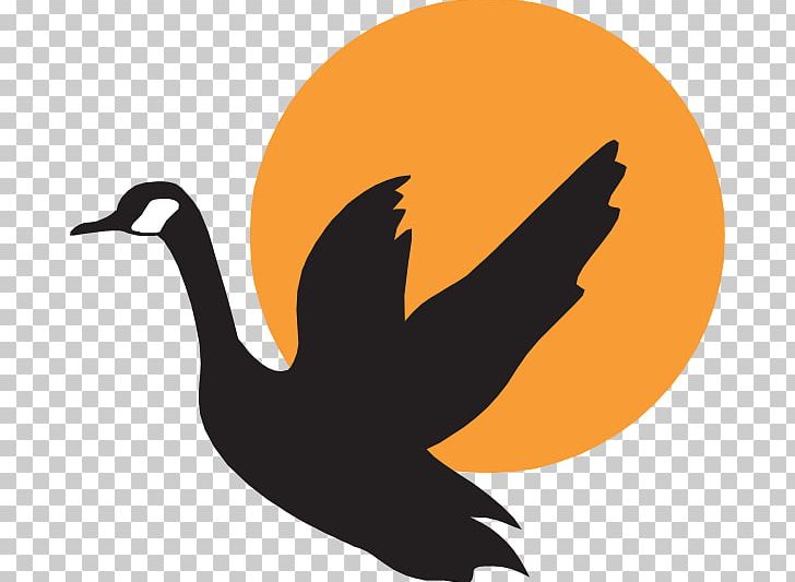 Goose Photography PNG, Clipart, Animals, Beak, Bird, Canada Goose, Drawing Free PNG Download