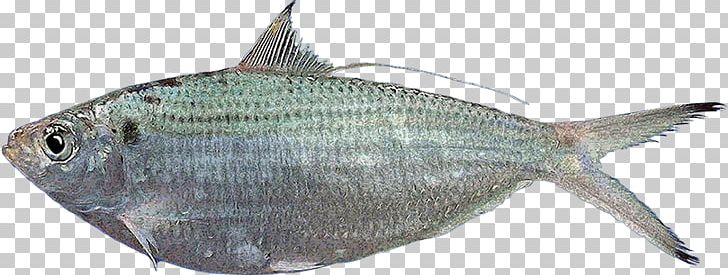 Sardine Fish Products Milkfish Herring PNG, Clipart, Animals, Atlantic, Bonito, Fauna, Fish Free PNG Download
