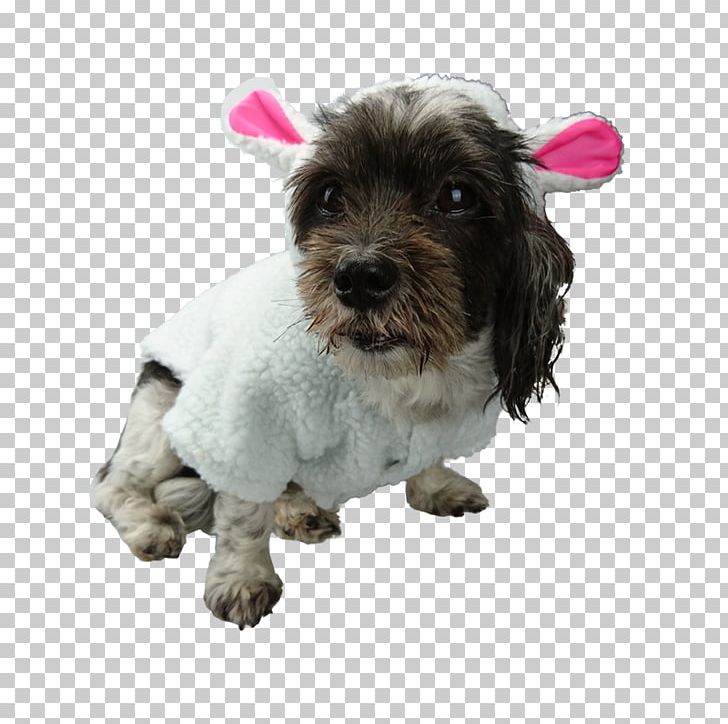 Schnoodle Puppy Havanese Dog Australian Cattle Dog Affenpinscher PNG, Clipart, Affenpinscher, Animal, Animals, Australian Cattle Dog, Breed Free PNG Download