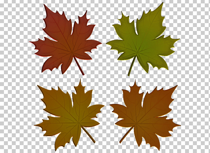 Maple Leaf PNG, Clipart, Black Maple, Deciduous, Grape Leaves, Leaf, Maple Free PNG Download