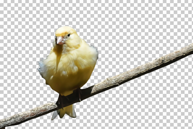 Feather PNG, Clipart, Atlantic Canary, Beak, Bird, Branch, Canary Free PNG Download