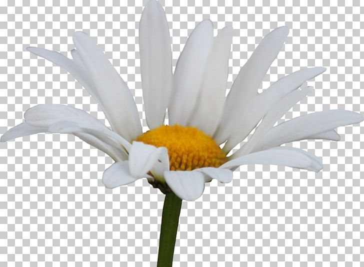 Common Daisy Flower PNG, Clipart, Art, Chamomile, Color, Common Daisy, Daisy Free PNG Download