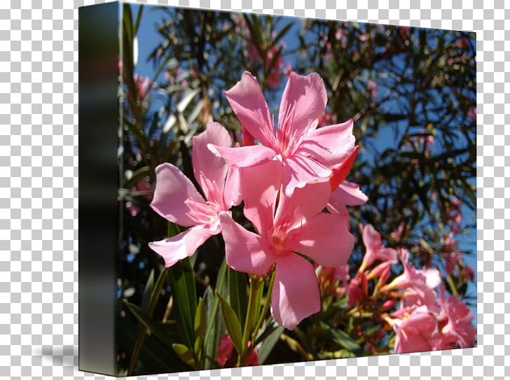 Pink M Flowering Plant RTV Pink Wildflower PNG, Clipart, Flora, Flower, Flowering Plant, Food Drinks, Oleander Free PNG Download