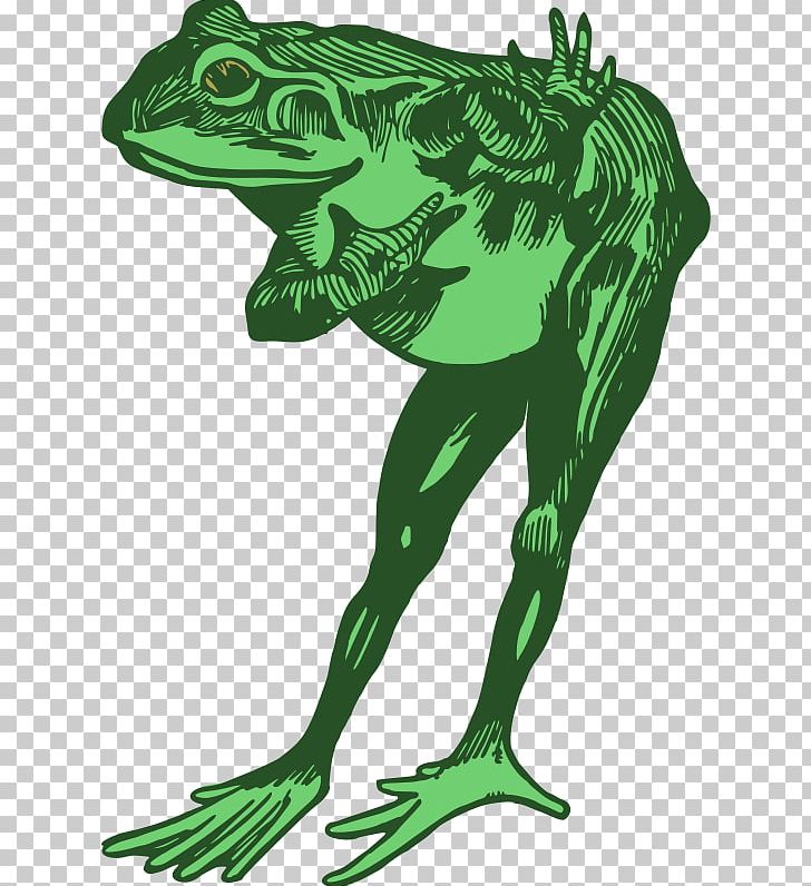True Frog Amphibian Tree Frog PNG, Clipart, Amphibian, Animal, Animals, Art, Cartoon Free PNG Download