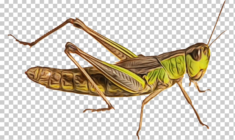 Insects Grasshoppers Population Genetics Population Genetics PNG, Clipart, Biology, Cricket, Genetics, Genetic Variation, Grasshopper Free PNG Download