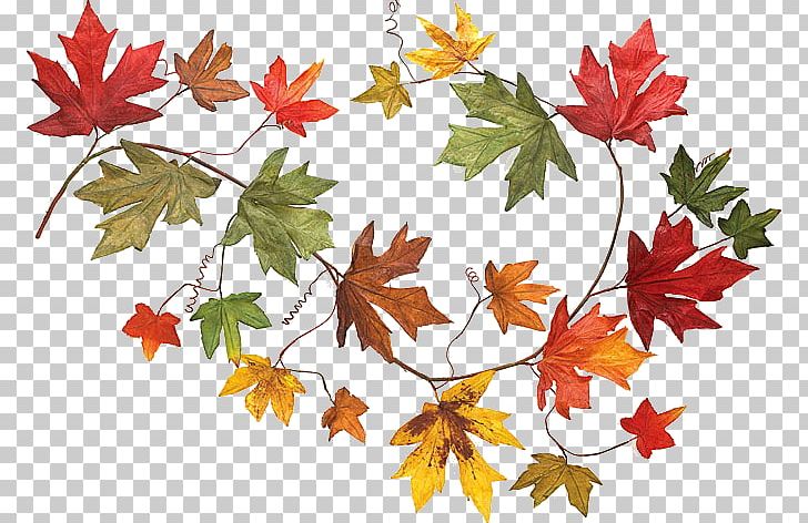 Autumn Leaf Color PNG, Clipart, Autumn, Autumn Leaf Color, Bay Laurel, Branch, Clip Art Free PNG Download