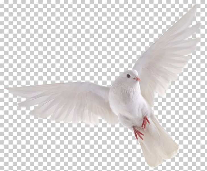 Bird PNG, Clipart, Animals, Beak, Bird, Clip Art, Dove Free PNG Download