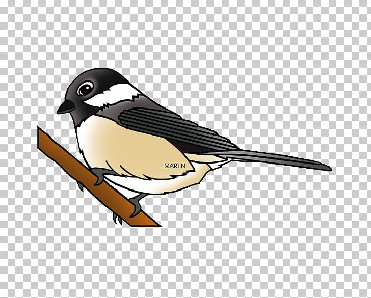 Black-capped Chickadee PNG, Clipart, Beak, Bird, Blackcapped Chickadee, Carolina Chickadee, Chickadee Free PNG Download