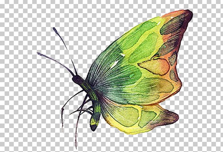 Butterfly Green PNG, Clipart, Animal, Art, Arthropod, Background Green, Biological Free PNG Download