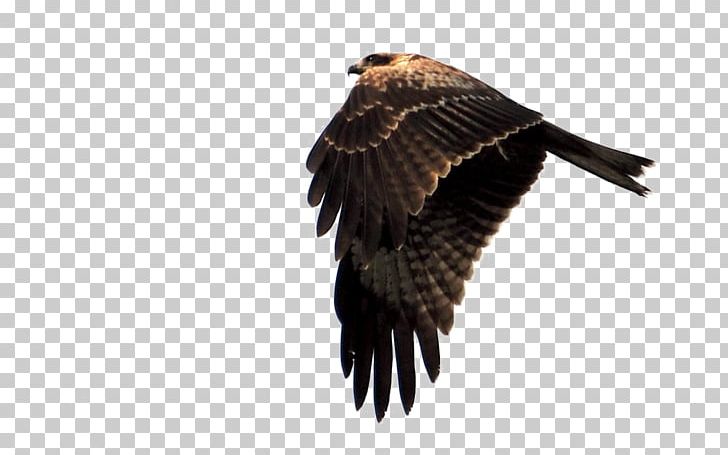 Eagle Hawk Falcon PNG, Clipart, Accipitriformes, Animal, Beak, Bird, Bird Of Prey Free PNG Download