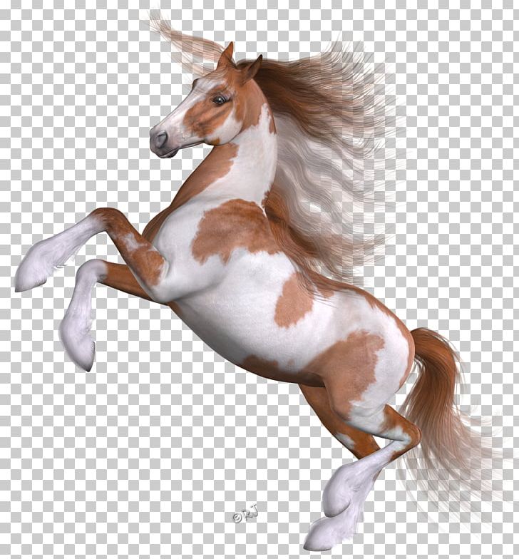 Mane Mustang Foal Stallion Pony PNG, Clipart, Actual, Animal Figure, Foal, Halter, Horse Free PNG Download