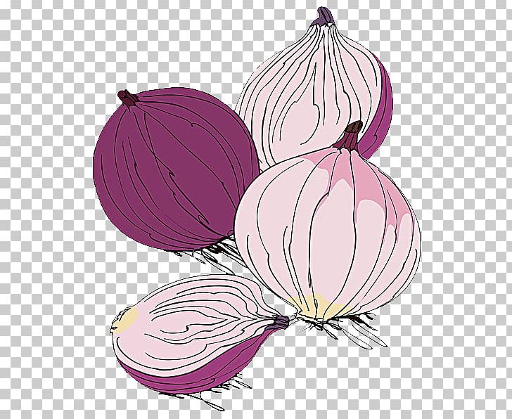 Red Onion Potato Onion Vegetable Illustration PNG, Clipart, Cartoon, Chilled, Environmental, Environmental Protection, Flower Free PNG Download
