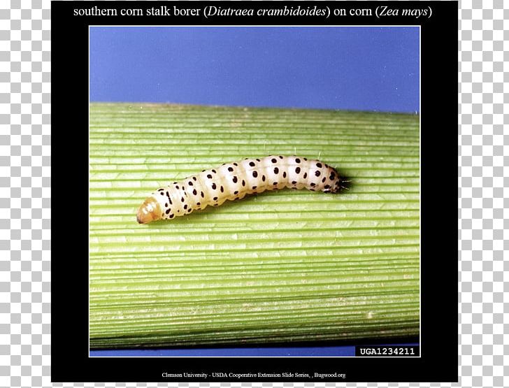Stalk Borer Caterpillar Diatraea Crambidoides Maize Larva PNG, Clipart, Animals, Caterpillar, Corn Field, Ecosystem, Fauna Free PNG Download