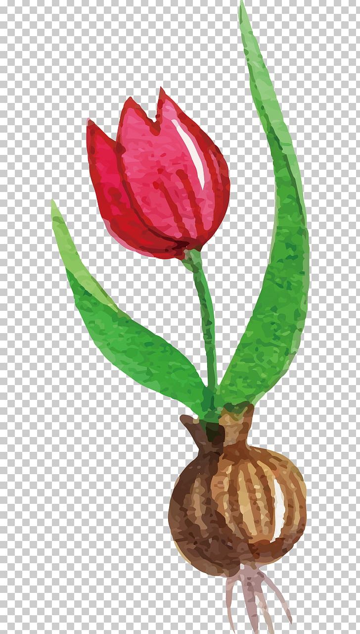 Tulip Flower PNG, Clipart, Download, Encapsulated Postscript, Euclidean Vector, Flora, Flower Bouquet Free PNG Download