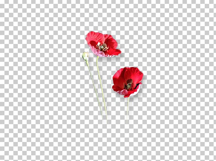 Cut Flowers Still Life Photography Petal Artificial Flower PNG, Clipart, 31 May, Artificial Flower, Cananga Odorata, Chemical Reaction, Coquelicot Free PNG Download