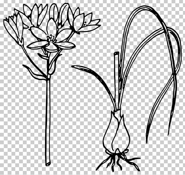 Scallion PNG, Clipart, Artwork, Black And White, Branch, Drawing, Flora Free PNG Download