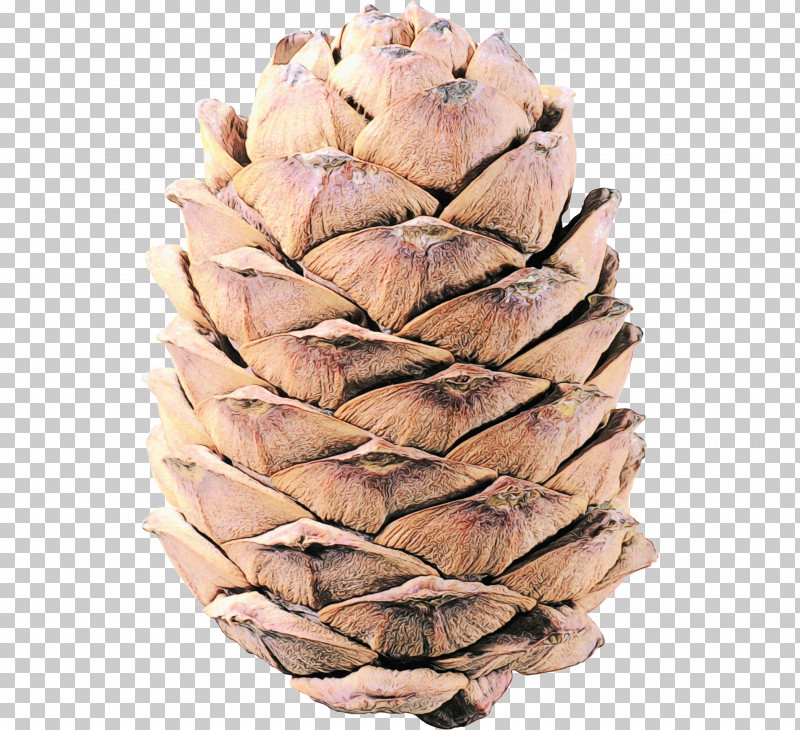 Conifer Cone Tree Conifers PNG, Clipart, Conifer Cone, Conifers, Paint, Tree, Watercolor Free PNG Download