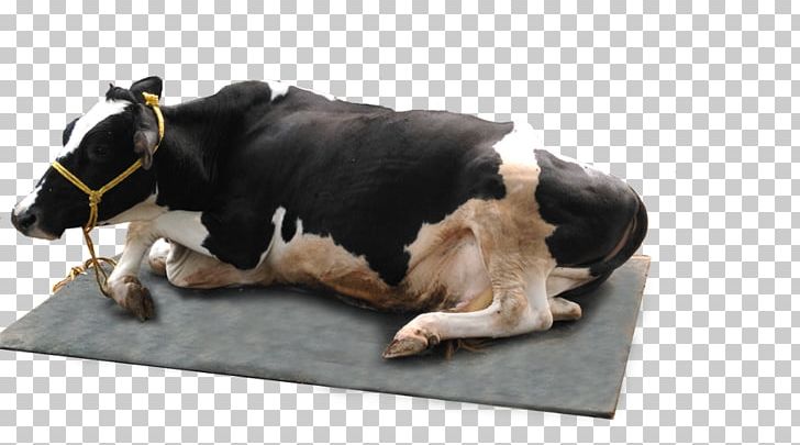 Cattle Mattress Manufacturing Agriculture PNG, Clipart, Agriculture, Animal Stall, Automatic Milking, Cattle, Cattle Like Mammal Free PNG Download