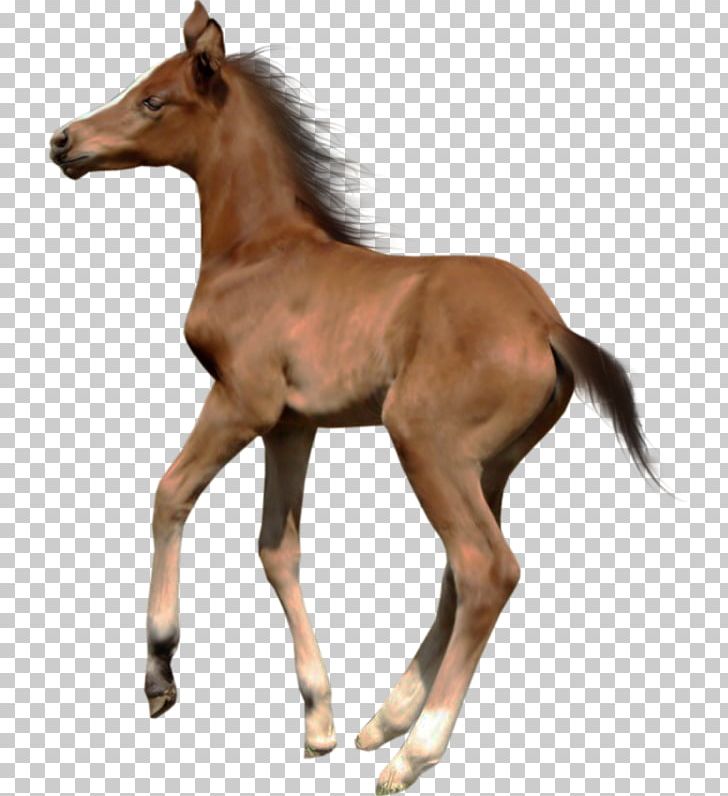 Foal Akhal-Teke Domestic Animal PNG, Clipart, Akhalteke, Animaatio, Animal, Basabizitza, Cavallo Free PNG Download